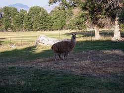 Llama in the field