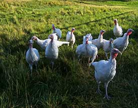 Tureky Flock