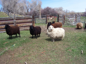 Multi-colored sheep